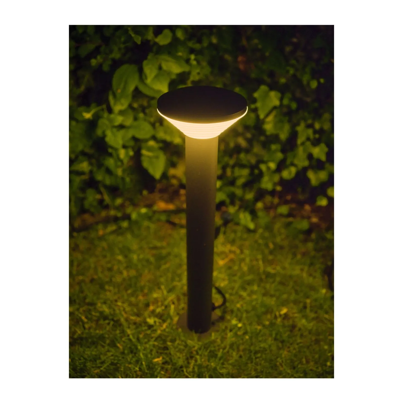 Ledvance LED Pollare Olona Grå 2W 140lm - 830 Varm Vit | 50cm - IP44